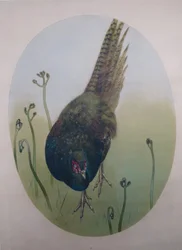 Pheasant with Fern Shoots